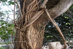 Solandra grandiflora